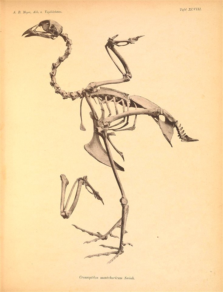 A. B. Meyer, Abb. v. Vogelskeletteji, 
Tafel XCVIIL 

Crossoptüon mantclmriciim SwinK