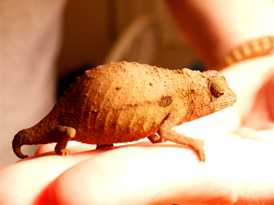 Species: Rhampholeon brevicaudatus
From Wiki:en, originally created and uploaded by [user:Fender 01]

Original tag: {PD-self}