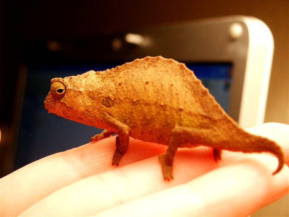 Species: Rhampholeon brevicaudatus
From Wiki:en, originally created and uploaded by [user:Fender 01]

Original tag: {PD-self}