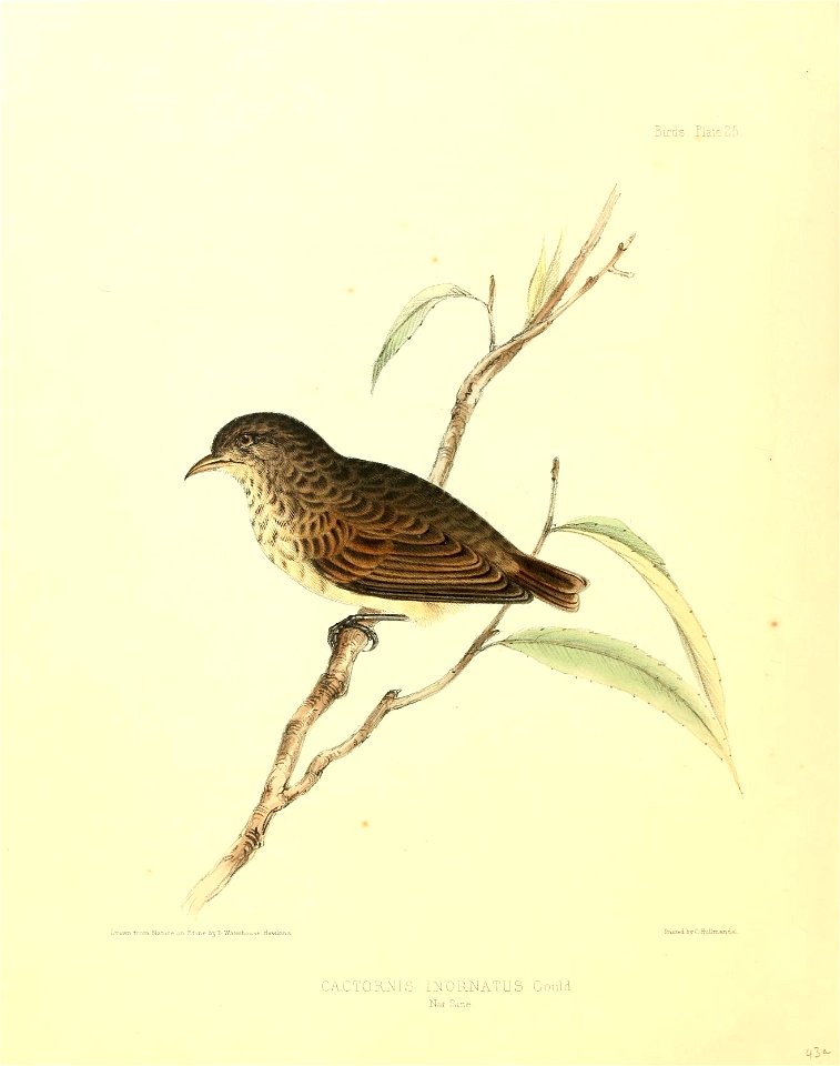 Drawn fiom. Nator-i on Storue Ij B Waterho us e Ha-wlmt3 
Snntfti !.y C Hulimajidoi . 
CACTORNIS INORNATUS: Gould. 
Nat Sise. 

q3..