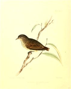 Drawn fiom. Nator-i on Storue Ij B Waterho us e Ha-wlmt3 
Snntfti !.y C Hulimajidoi . 
CACTORNIS INORNATUS: Gould. 
Nat Sise. 

q3..