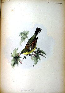 An illustration of a Japanese Yellow Bunting (Emberiza sulphurea = Emberiza sulphurata) from Fauna Japonica.