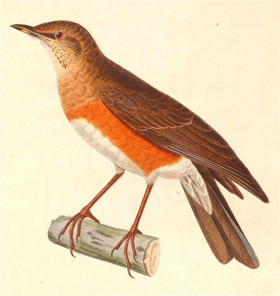 English:  « Turdus chrysolaus » = Turdus chrysolaus (Brown-headed Thrush) - maleFrançais :  « Turdus chrysolaus » = Turdus chrysolaus (Merle à flancs roux)
