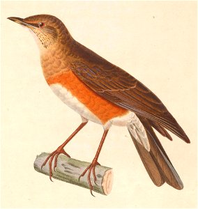English:  « Turdus chrysolaus » = Turdus chrysolaus (Brown-headed Thrush) - maleFrançais :  « Turdus chrysolaus » = Turdus chrysolaus (Merle à flancs roux)