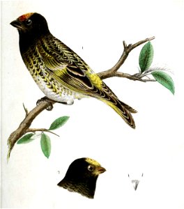 English:  « Oraegithus pusillus » = Serinus pusillus (Red-fronted serin)Français :  « Oraegithus pusillus » = Serinus pusillus (Serin à front d'or)