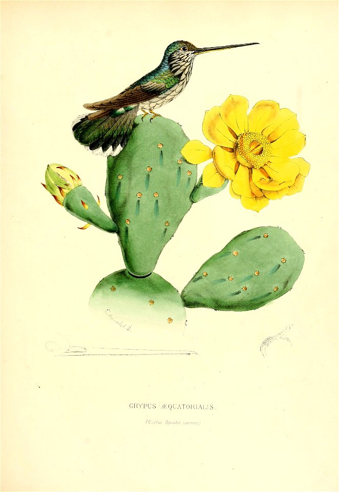 Grypus aequatorialis = Androdon aequatorialis[1]