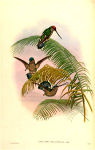 Androdon aequatorialis