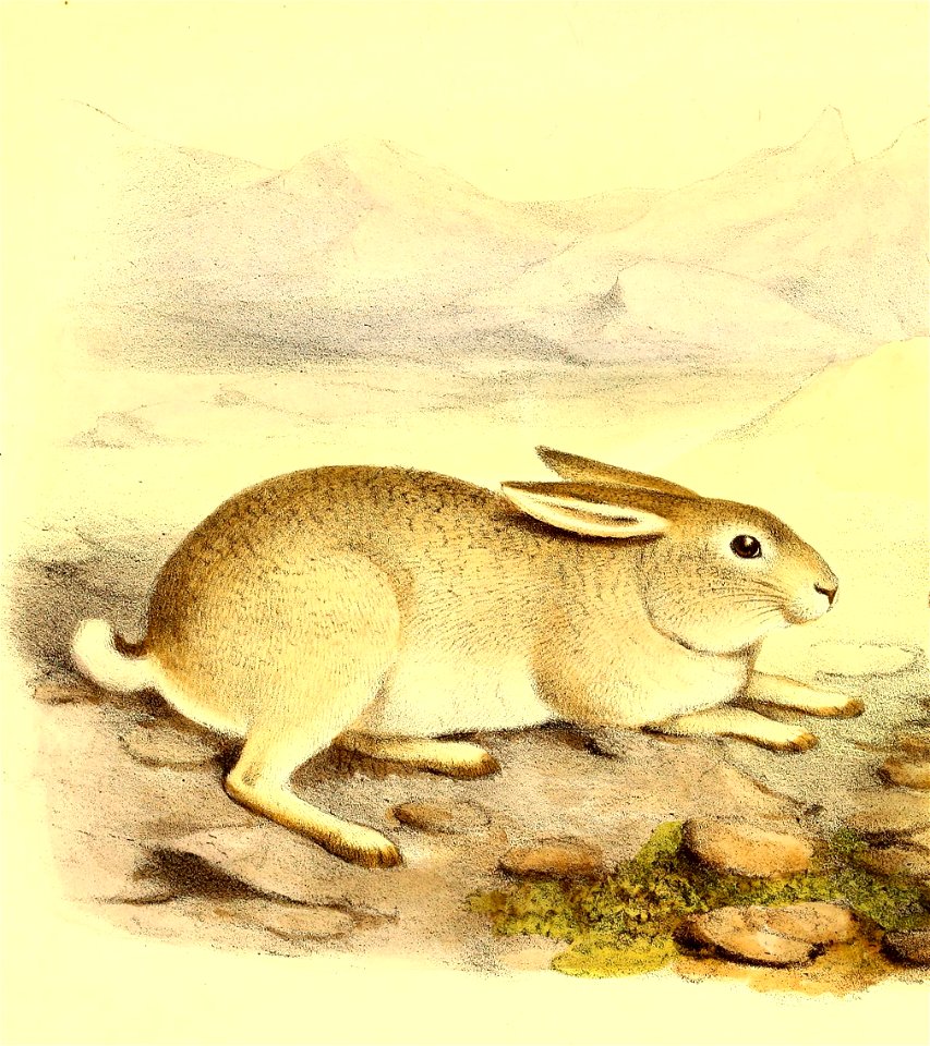 Lepus yarkandensis by J. Smit from "Scientific results of the second Yarkand mission: based upon the collections and notes of the late Ferdinand Stolickza"