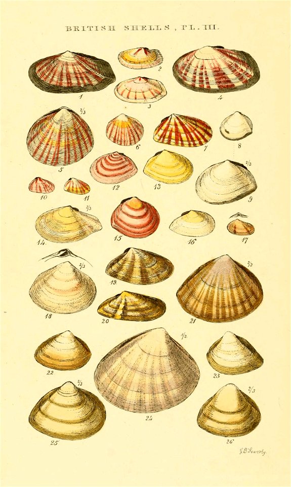 Illustrated Index of British Shells. Plate III.

1
Psammobia ferroensis
Gari fervensis
2
Psammobia costulata
Gari costulata
3
Psammobia Tellinella
Gari tellinella
4
Psammobia Vespertina
Gari depressa

