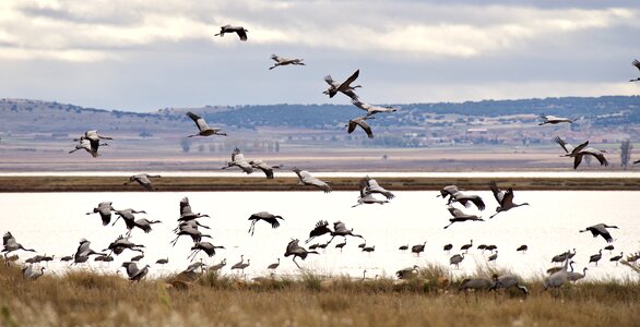 Nature birds laguna photo