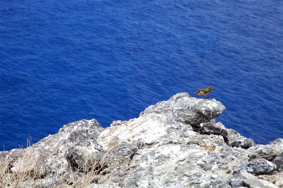 A Nihoa Finch on Nihoa