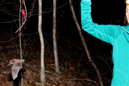 A southeastern myotis (Myotis austroriparius) upon release - Photo credit: KDFWR/ Larisa Bishop-Boros