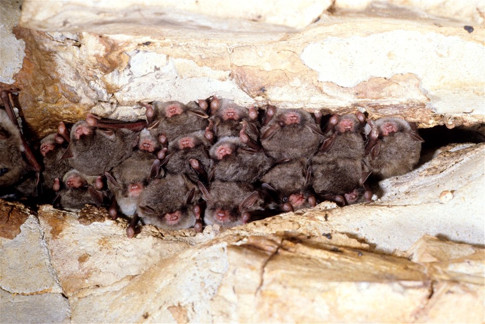 Southeastern myotis (Myotis austroriparius) hibernating - Photo credit: KDFWR/ John MacGregor