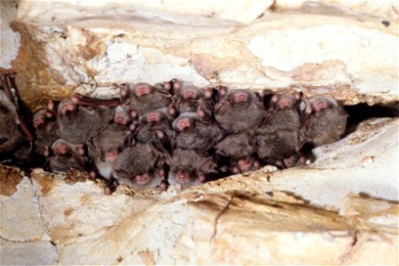 Southeastern myotis (Myotis austroriparius) hibernating - Photo credit: KDFWR/ John MacGregor photo