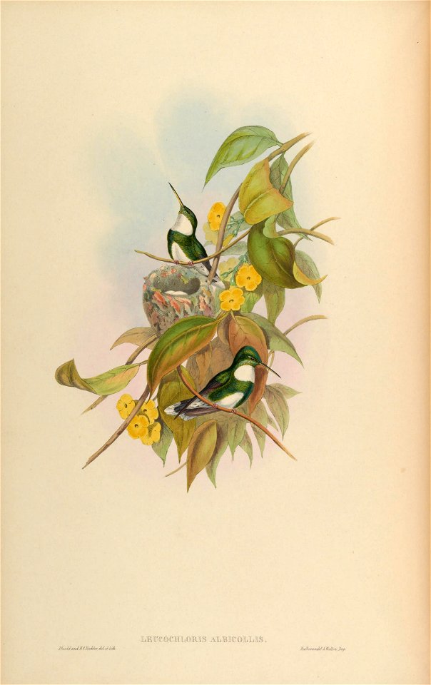 Leucochloris albicollis [1]