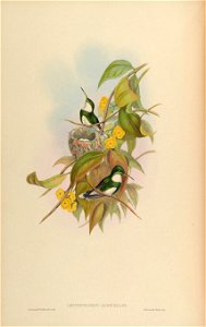 Leucochloris albicollis [1]