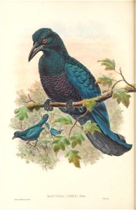 Manucodia comrii - The birds of New Guinea and the adjacent Papuan islands : including many new species recently discovered in Australia. v.1 (Plate XXXIII).
