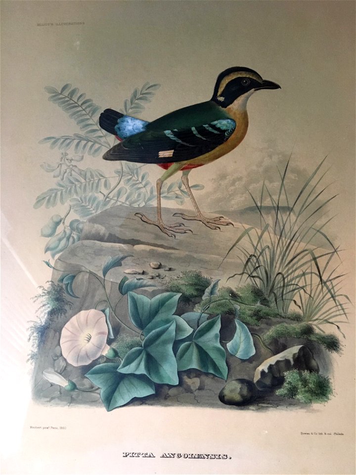 Pitta Angolensis by Daniel Giraud Elliot in 1893