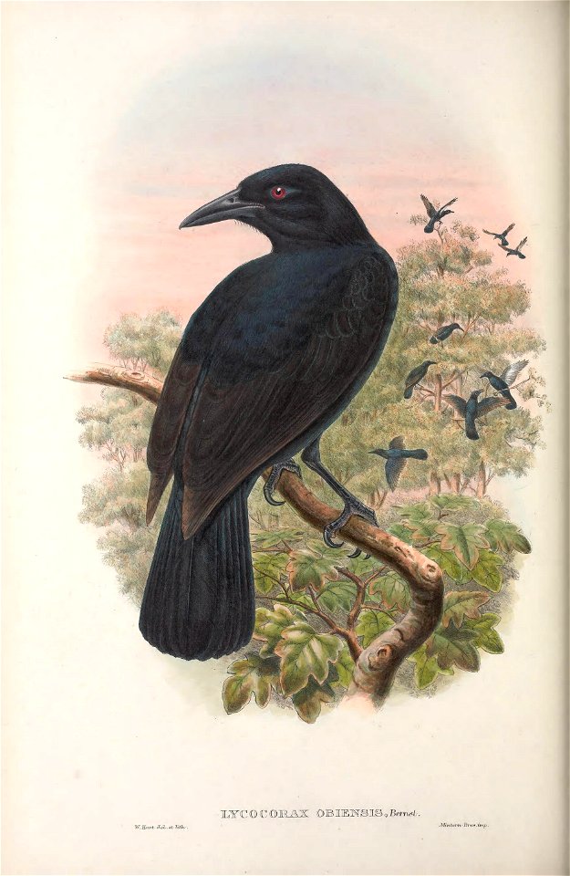 Lycocorax obiensis - Monograph of the Paradiseidae, or Birds of Paradise, and Ptilonorhynchidae, or Bower-birds. v.2 (1891-1898).