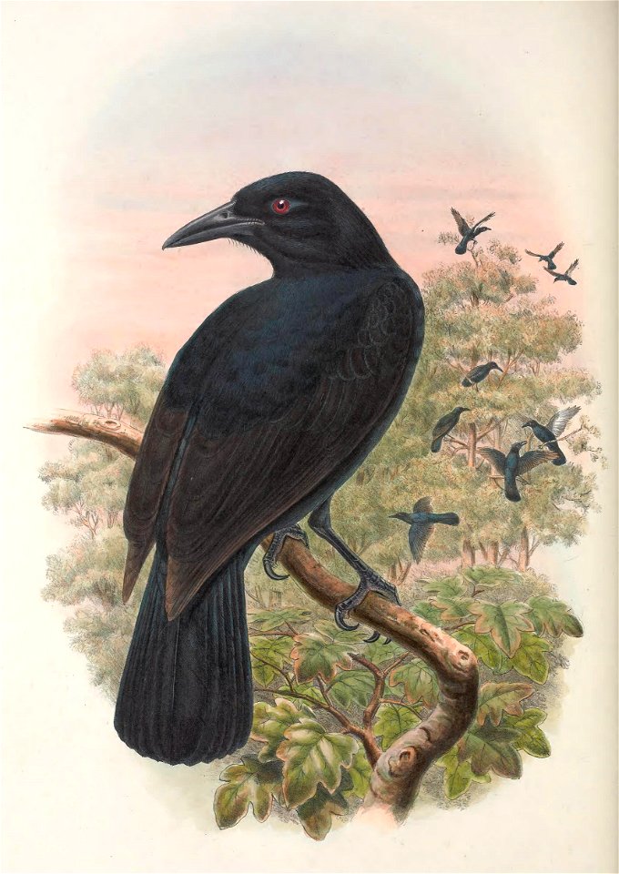 Lycocorax obiensis - Monograph of the Paradiseidae, or Birds of Paradise, and Ptilonorhynchidae, or Bower-birds. v.2 (1891-1898).