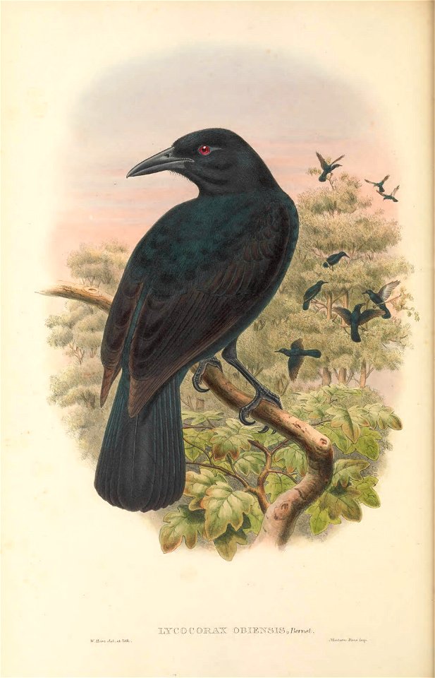 Lycocorax obiensis - The birds of New Guinea and the adjacent Papuan islands : including many new species recently discovered in Australia. v.1 (Plate XXXVI).