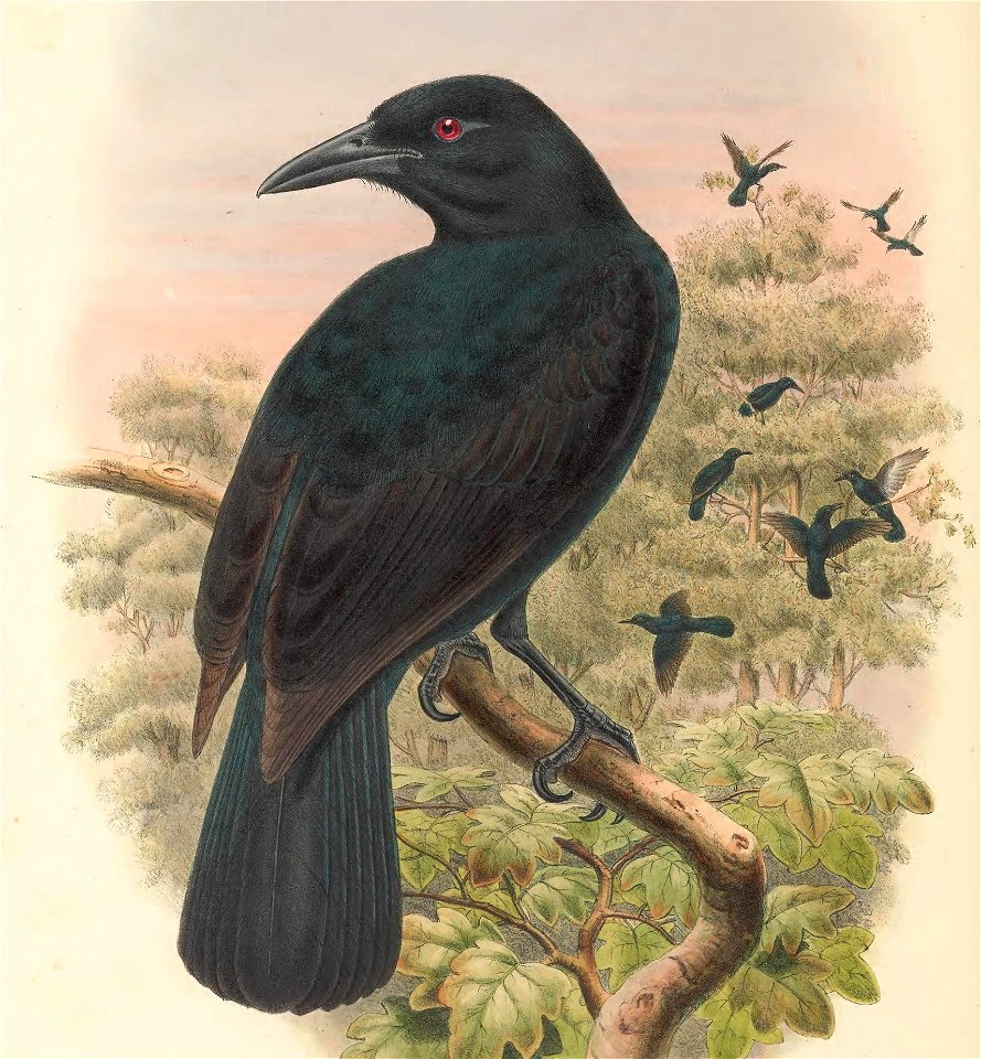 Lycocorax obiensis - The birds of New Guinea and the adjacent Papuan islands : including many new species recently discovered in Australia. v.1 (Plate XXXVI).