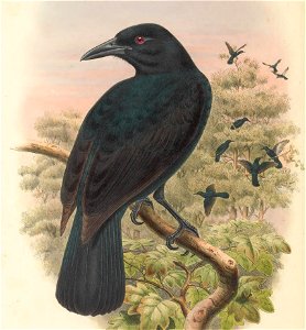 Lycocorax obiensis - The birds of New Guinea and the adjacent Papuan islands : including many new species recently discovered in Australia. v.1 (Plate XXXVI).