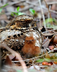 A Puerto Rican nightjar (Caprimulgus noctitherus) with a chick.