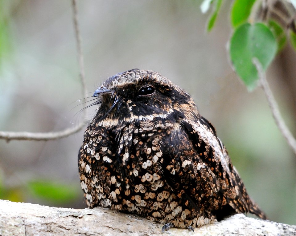 Puerto Rican nightjar. Alternative Title: Caprimulgus noctitherus