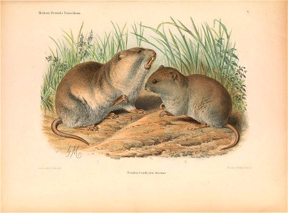 Plate on the page 139 Fig. Nesokia brachyura = Nesokia indica