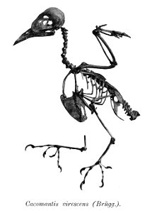Bird skeletons. Note that the current scientific names need to be checked. Cacomantis virescens photo