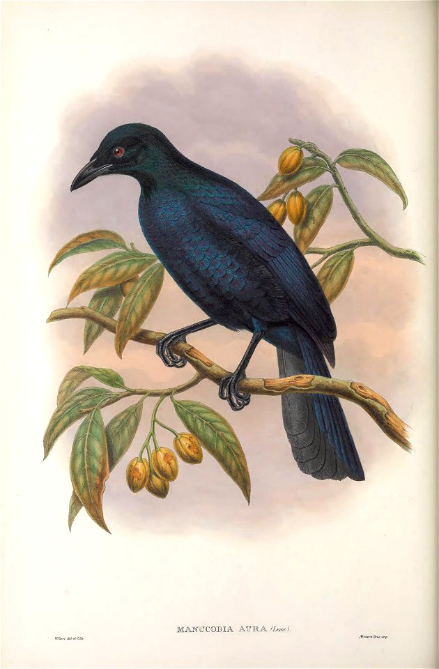 Manucodia ater - Monograph of the Paradiseidae, or Birds of Paradise, and Ptilonorhynchidae, or Bower-birds. v.2 (1891-1898).