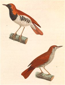 English:  « Sylvia komadori » = Erithacus komadori (Ryukyu Robin) - male and femaleFrançais :  « Sylvia komadori » = Erithacus komadori (Rossignol komadori