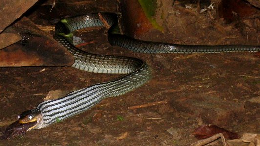 A snake feeding on en:Smoky Jungle Frog?