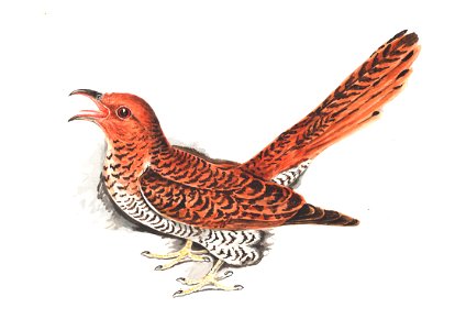Banded bay cuckoo (Cacomantis sonneratii) according to the original source but more likely to be Grey-bellied Cuckoo Cacomantis passerinus