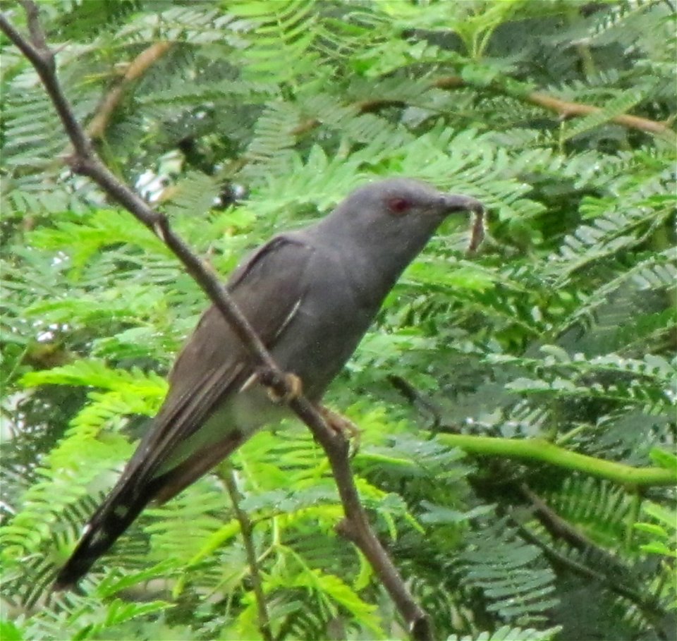 a grey-bellied cuckoo was found in Nagaram, Hyderabad with a caterpillar in it's beak, moving around a particular bush.