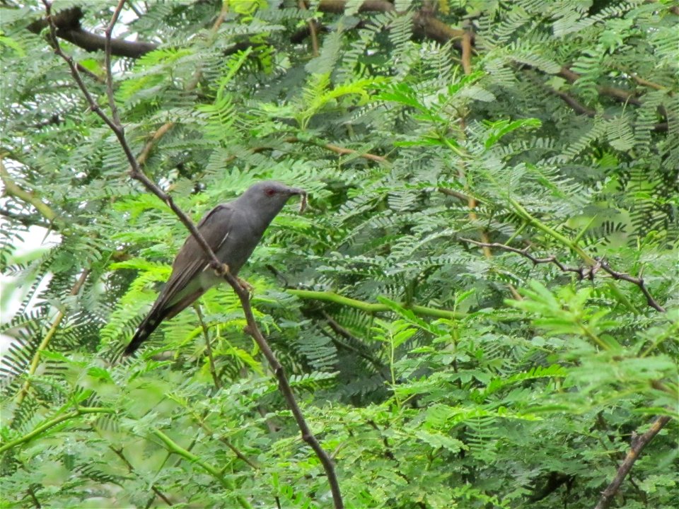 a grey-bellied cuckoo was found in Nagaram, Hyderabad with a caterpillar in it's beak, moving around a particular bush.