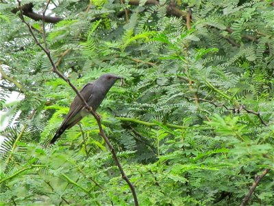 a grey-bellied cuckoo was found in Nagaram, Hyderabad with a caterpillar in it's beak, moving around a particular bush.