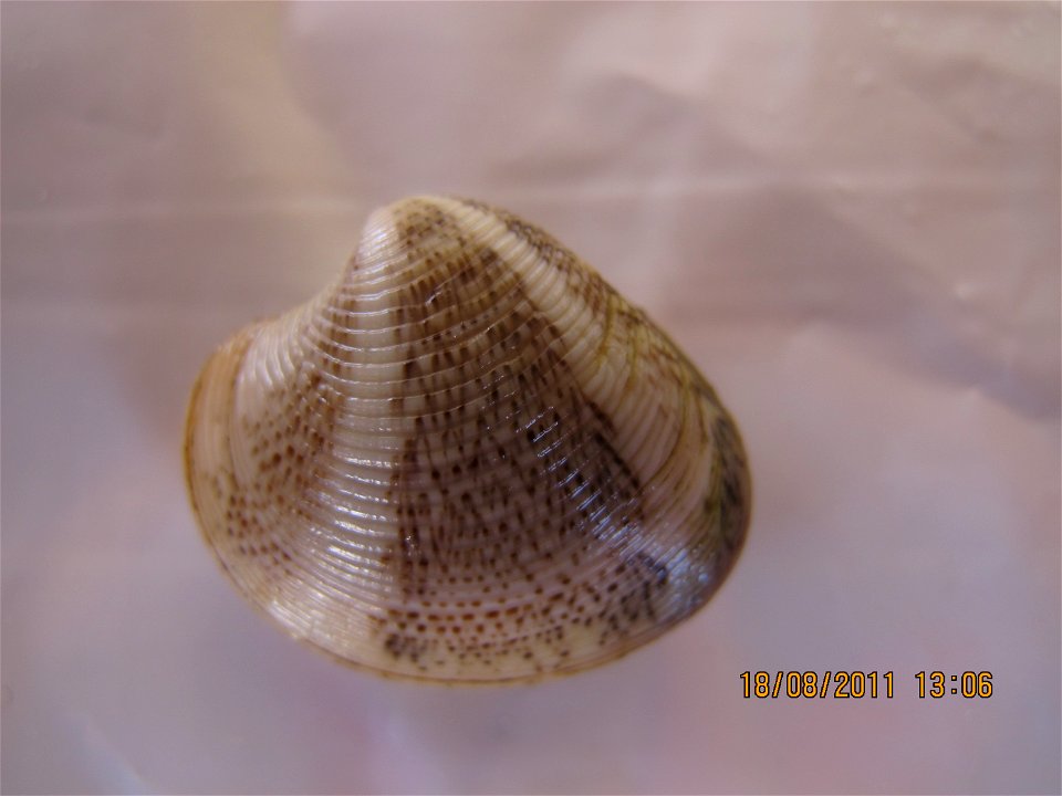 caught in the Mediterranean clam down