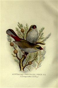 Foreign finches in captivity.