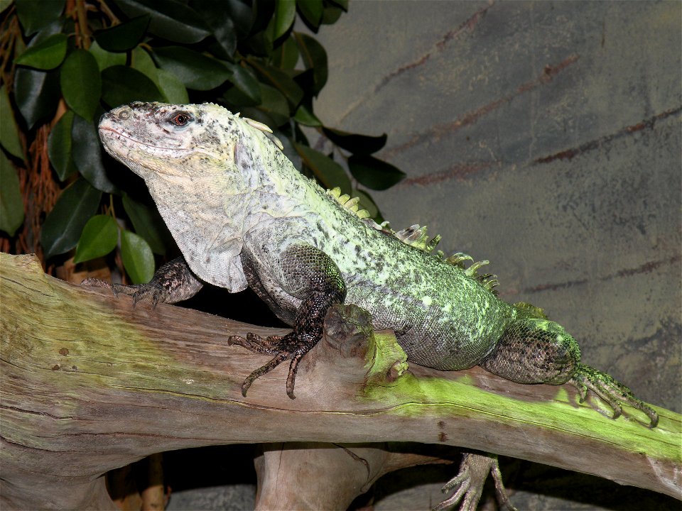 A  (Ctenosaura bakeri) in Diergaarde Blijdorp (Rotterdam Zoo)