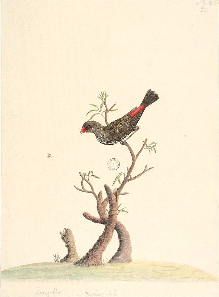 f.42  Diamond Firetail  [Stagonopleura guttata]