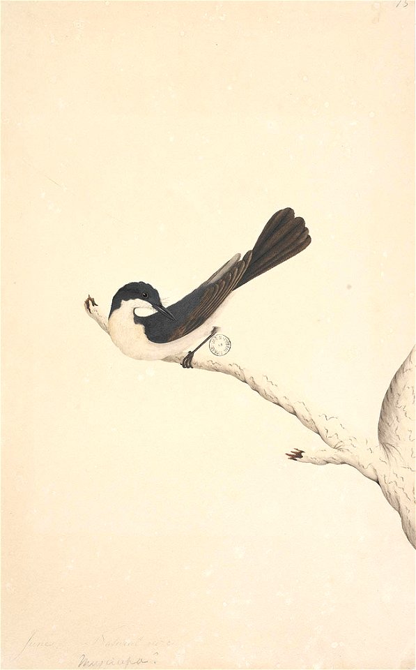 f.21  Restless Flycatcher [Myragra inquieta]