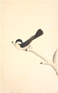 f.21  Restless Flycatcher [Myragra inquieta]