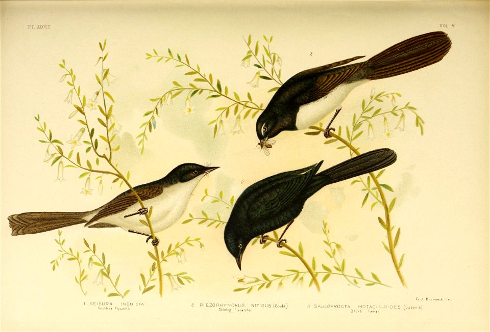 The birds of Australia,