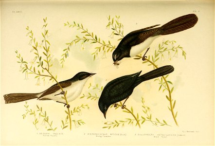 The birds of Australia,