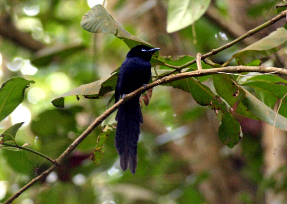 Terpsiphone corvina (Seychelles Paradise Flycatcher) on La Digue island on the Seychelles