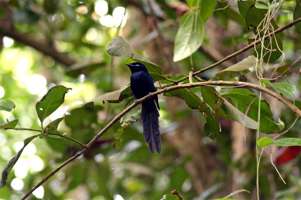 Terpsiphone corvina (Seychelles Paradise Flycatcher) on La Digue island on the Seychelles