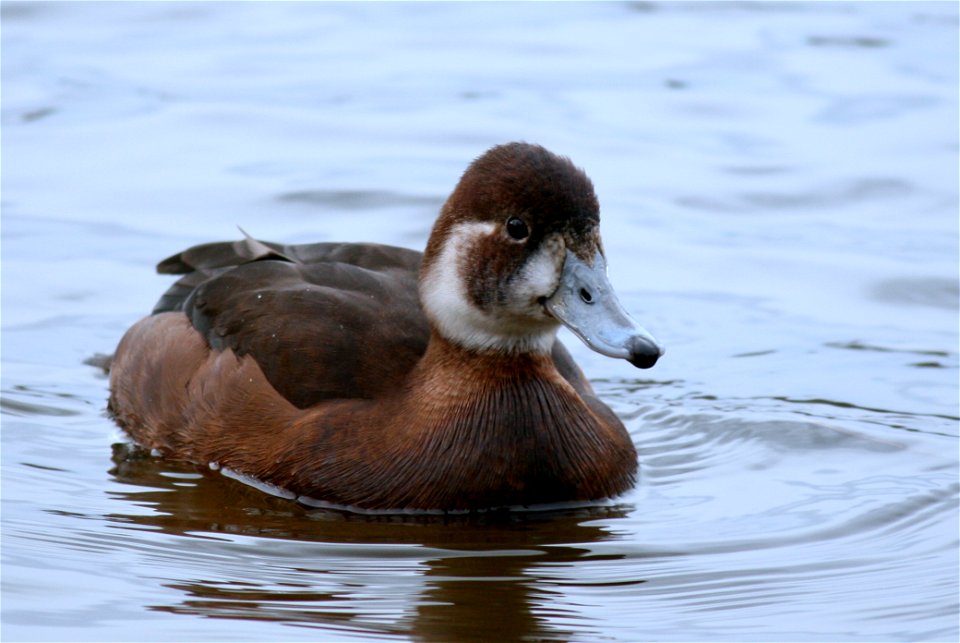 A female Netta erythrophthalma. Found in Berlin, Germany.