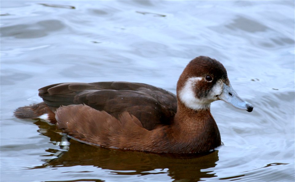 A female Netta erythrophthalma. Found in Berlin, Germany.